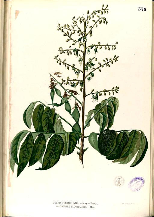 Aganope thyrsiflora Blanco2.336-original, aganope thyrsiflora, flowering plant, illustration, botanical art, flora