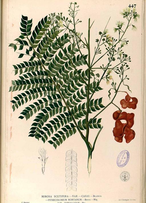 Archidendron scutiferum Blanco2.447-original, archidendron scutiferum, plant, illustration, botanical art, flora