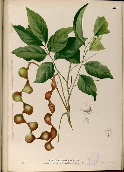 Archidendron scutiferum Blanco2.438-original, archidendron scutiferum, botanical illustration, flora, plant, drawing