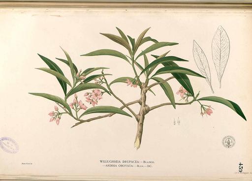 Ardisia sp Blanco2.439-original, ardisia, plant, illustration, botanical art, flora
