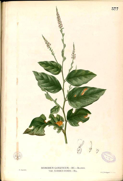 Desmodium gangeticum Blanco2.377-original, desmodium gangeticum, botanical illustration, plant, flora, herb, drawing