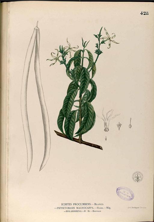 Holarrhena pubescens Blanco2.428-original, holarrhena pubescens, plant, illustration, botanical art, flora