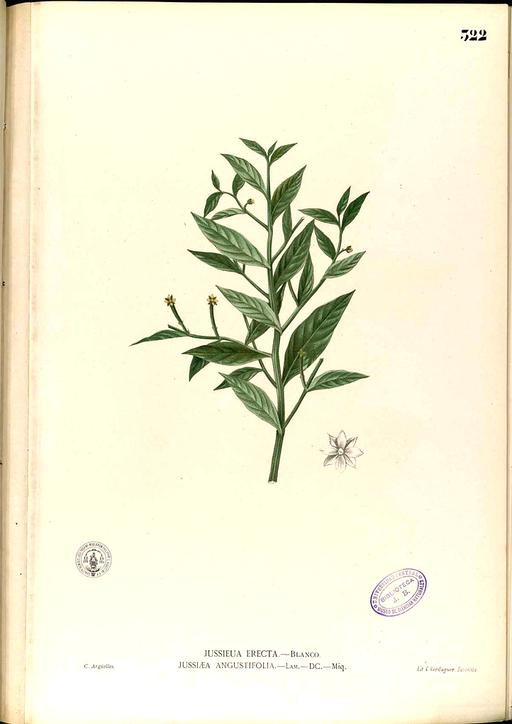 Jussiaea sp Blanco2.322-original, jussiaea, botanical illustration, plant, flower, flora