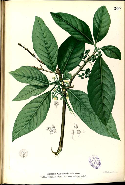 Lauraceae sp Blanco2.360-original, lauraceae, botanical illustration, flora, plant, drawing