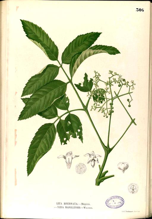 Leea sp Blanco2.306-original - Public domain portrait drawing, leea, plant, botanical illustration, flora, leaves, flowers