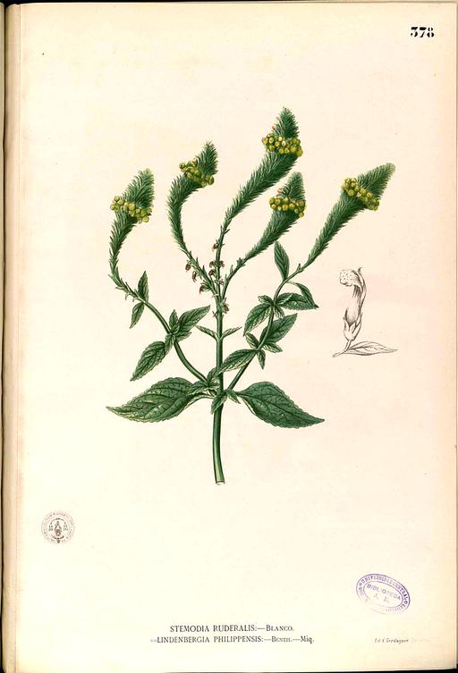 Lindenbergia philippensis Blanco2.378-original, lindenbergia philippensis, plant, illustration, flower, botanical, flora
