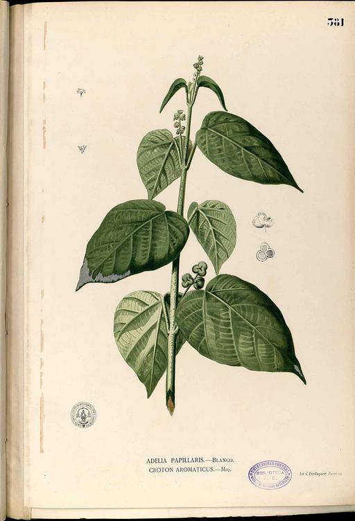 Mallotus tiliifolius Blanco2.381-original, mallotus tiliifolius, illustration, botanical art, flora