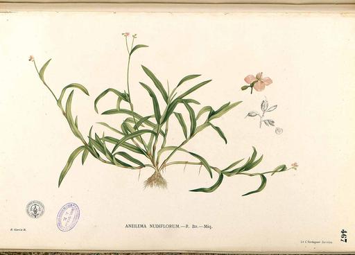 Murdannia nudiflora Blanco2.467-original, murdannia nudiflora, plant, illustration, flower, botanical art