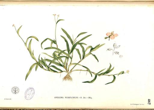 Murdannia nudiflora Blanco2.467-original, murdannia nudiflora, doveweed, illustration, botanical art, plant, flora