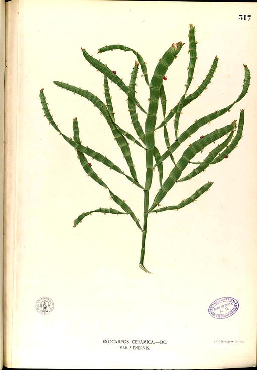 Santalaceae sp Blanco2.317-original, santalaceae, plant, illustration, botanical, flora