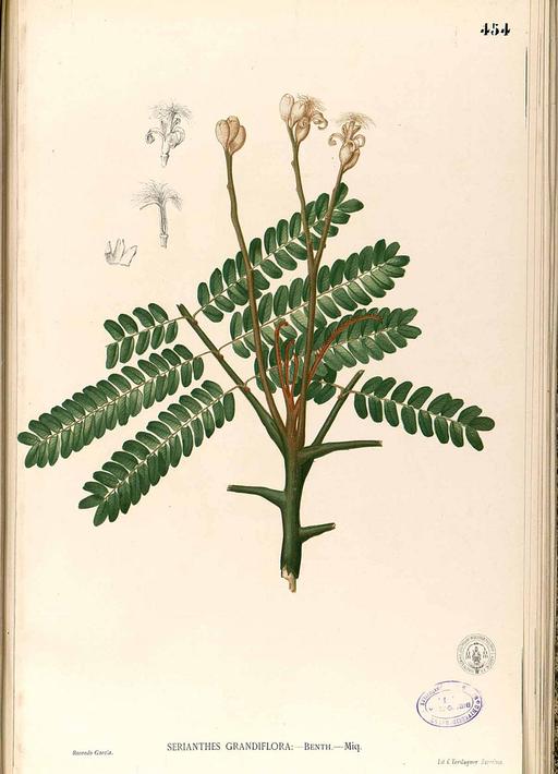 Serianthes grandiflora Blanco2.454-original, serianthes grandiflora, flowering plant, illustration, botanical art, flora