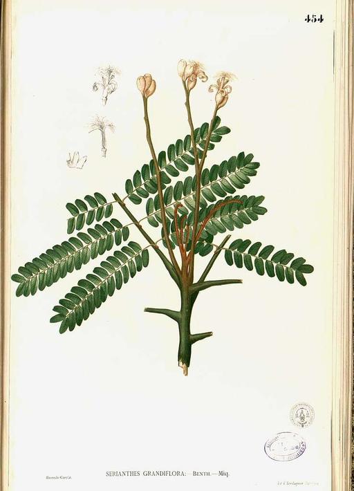 Serianthes grandiflora Blanco2.454-original, serianthes grandiflora, plant, illustration, botanical art
