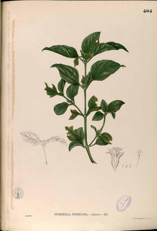 Synedrella nodiflora Blanco2.404-original, synedrella nodiflora, nodeweed, botanical illustration, plant, flora, herb