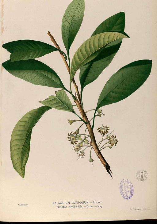 Palaquium philippense Blanco2.423-original, palaquium philippense, botanical illustration, tree, plant, flora
