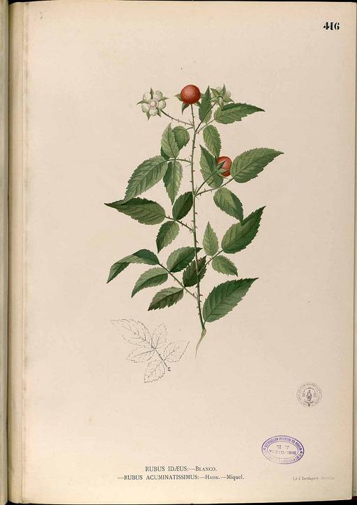 Rubus acuminatissimus Blanco2.416-original, rubus acuminatissimus, bramble, raspberry, botanical illustration, flora, plant, fruit