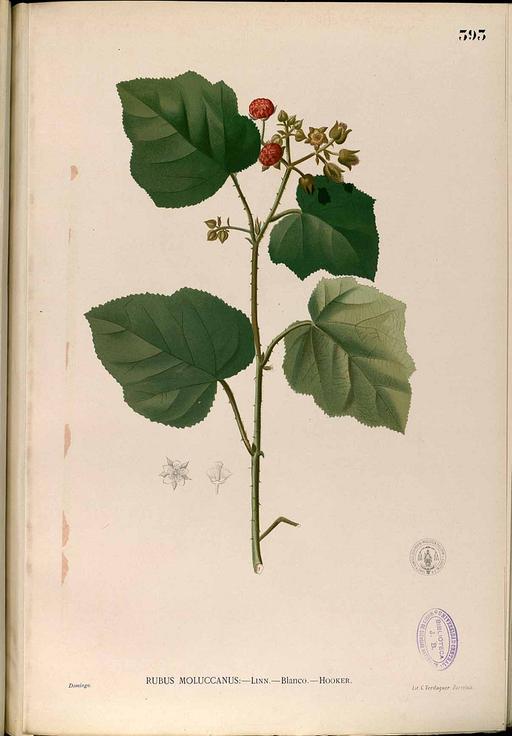 Rubus moluccanus Blanco2.393-original, rubus moluccanus, botanical illustration, plant, flora, berries, leaves