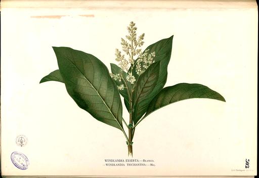 Wendlandia luzoniensis Blanco2.302-original, wendlandia luzoniensis, plant, flower, illustration, botanical art, flora