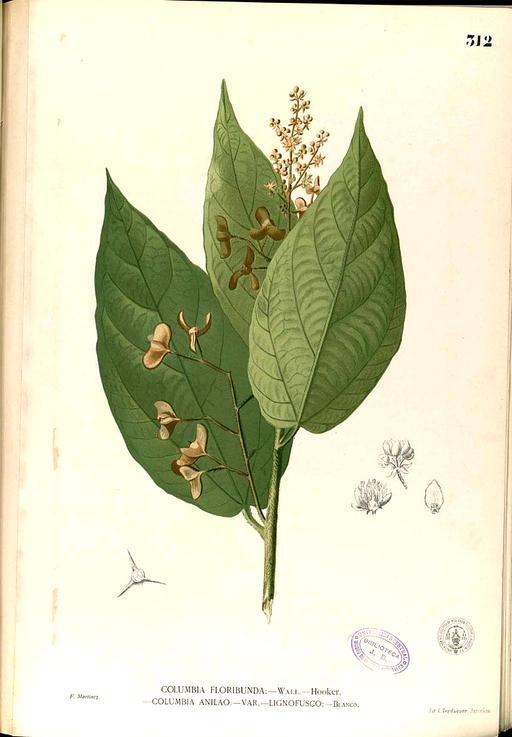 Tiliaceae sp Blanco2.312-original, tiliaceae, plant, botanical illustration, flower, leaves