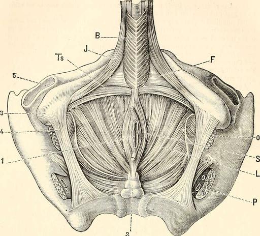 Anatomy And Physiology Muscles Practical