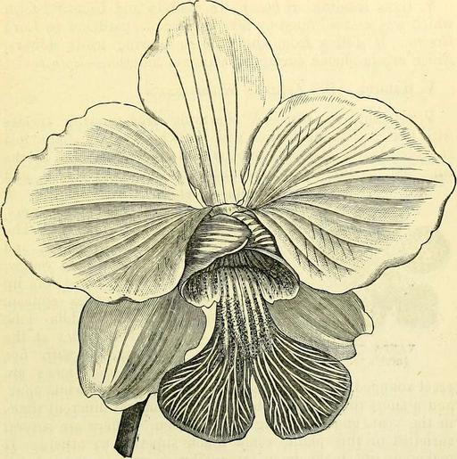 The orchid-grower's manual - containing descriptions of the best ...