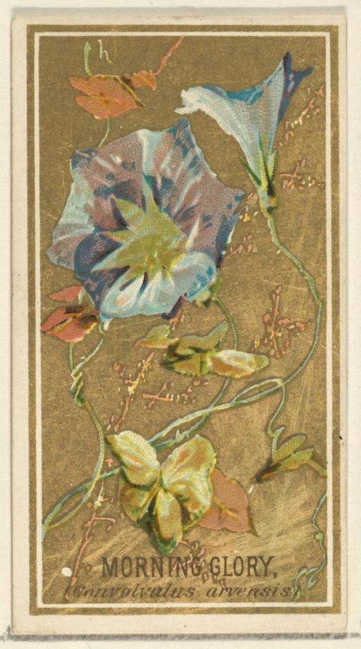 Morning Glory (Convolvalus arrensis), from the Flowers series for Old Judge  Cigarettes - PICRYL