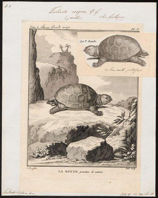 Testudo nigra - 1700-1880 - Print - Iconographia Zoologica - Special ...