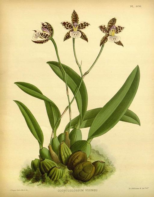 R. Warner & B.S. Williams - The Orchid Album - volume 09