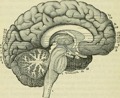 The brain as an organ of mind (1896) (14760990156) — PICRYL