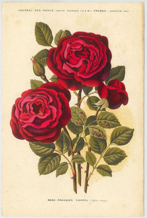 Rose François Copée - A drawing of three red roses with green leaves ...