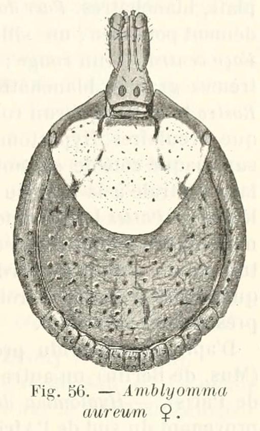 Amblyomma aureum Neumann, 1899; female from original description, amblyomma aureum, tick, female, illustration, original description, neumann, parasite, arachnid