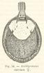 Amblyomma aureum Neumann, 1899; female from original description