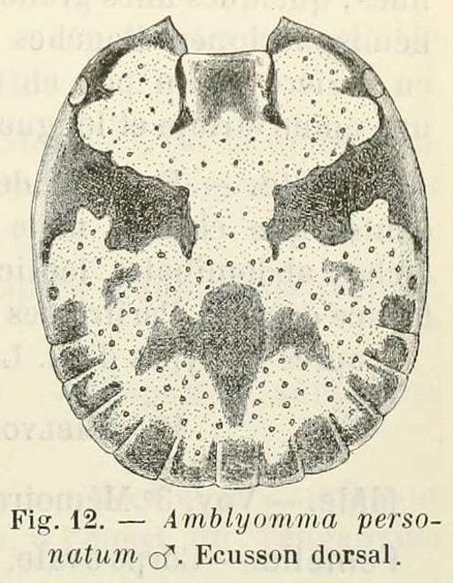 Amblyomma personatum, male from original description, amblyomma, personatum, tick, male, illustration, arachnid, parasite