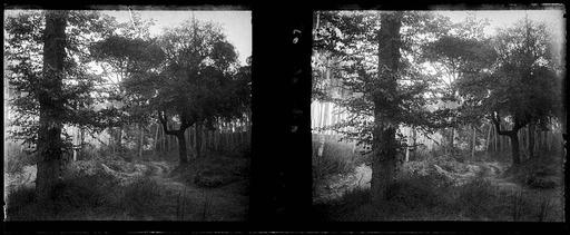 Bosc de Sant Iscle (AFCEC ARMENGOL X 175) — PICRYL - Public Domain ...