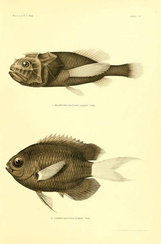 The deep-sea fishes (of the Hawaiian Islands) (Plate 77)… — PICRYL
