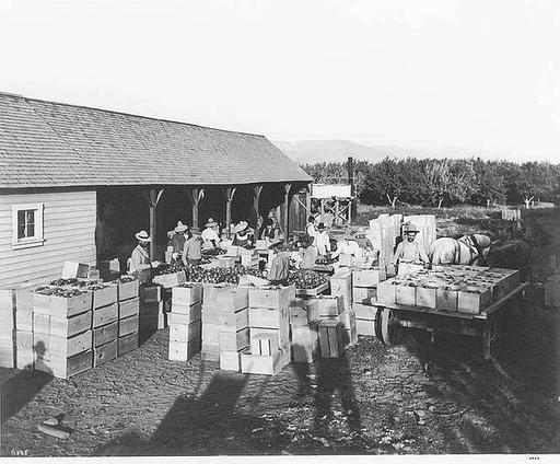 Packinghouse workers packing apples, Yakima County, 1908… — PICRYL ...