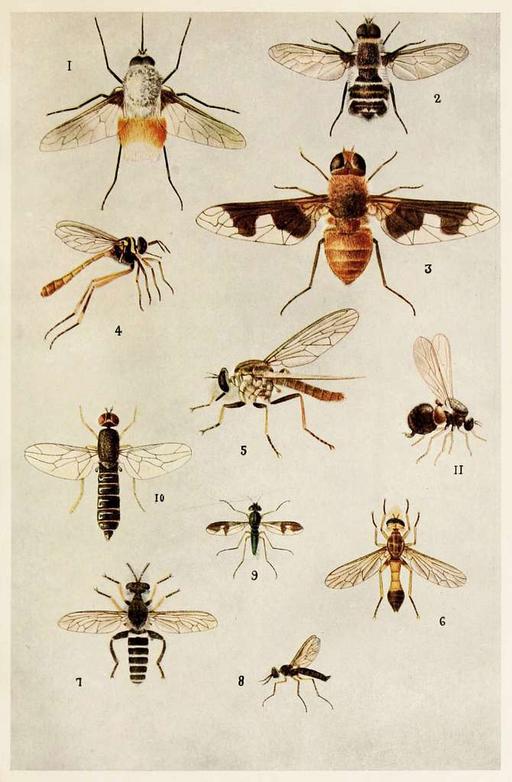13-Indian-Insect-Life - Harold Maxwell-Lefroy - Bombyliidae Asilidae ...