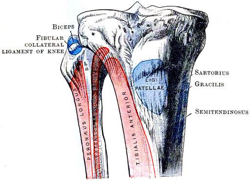 Cunningham’s Text-book of Anatomy (1914) - Fig 248 - PICRYL - Public ...
