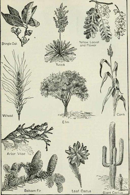 The American educator; completely remodelled and rewritten from original text of the New practical reference library, with new plans and additional material (1919) (14598420948), book, education, textbook, illustrations, open book, learning, knowledge
