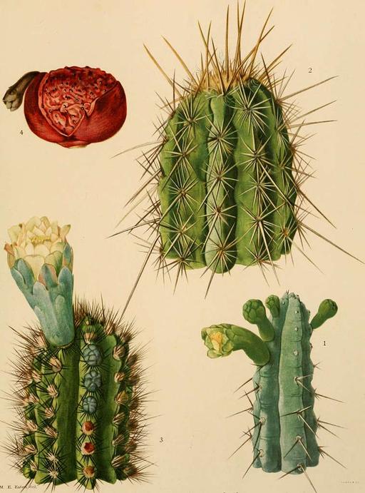 fire cactus Fire Barrel Cactus