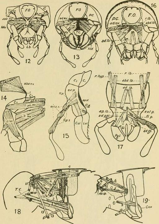 Annals of the Entomological Society of America (1920) (18415214661 ...