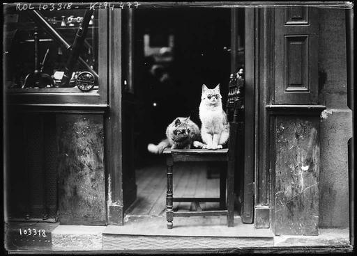 7-8-25, publicité originale d'un opticien du boulevard St Germain (chats portant des lunettes, sur une chaise, à l'entrée du magasin) - photographie de presse - Agence Rol - btv1b531517219, advertisement, optician, boulevard st germain, cats, glasses, vintage, optical, spectacles