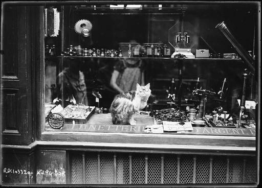 7-8-25, publicité originale d'un opticien du boulevard St Germain (chats portant des lunettes, en vitrine) - photographie de presse - Agence Rol - btv1b53151679k, advertisement, optician, boulevard st germain, cats, glasses, vintage, feline, spectacles