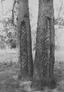 Aboriginal carved trees, photographed by Clifton Cappie Towle (c. 1925)