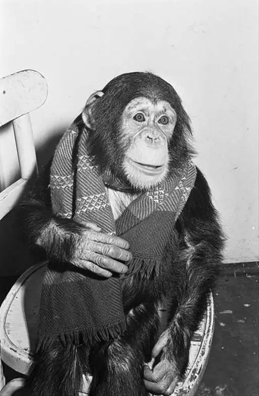 イギリス ヴィンテージ チンパンジー サル 1960's 昭和天皇に近寄るスージー（チンパンジー）. Japanese empire during