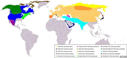 Original distribution of gray wolf subspecies, gray wolf, subspecies, distribution, map, north america, eurasia, canis lupus