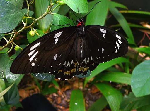 23 Ornithoptera euphorion Images: PICRYL - Public Domain Media
