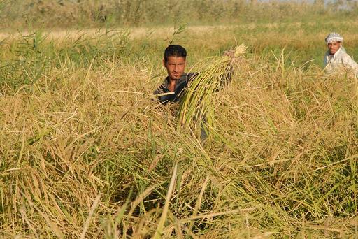 An Iraqi farmer of Iskandariyah, Iraq, harvests rice - NARA & DVIDS ...