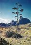 Big Bend National Park - Century Plant