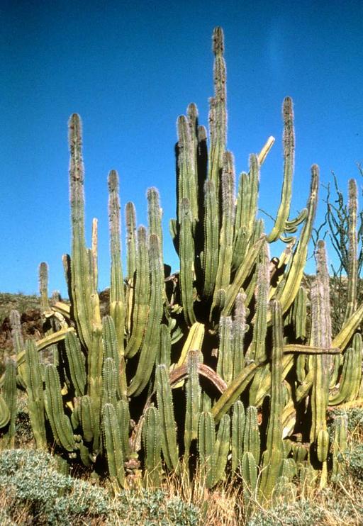 drink water from cactus Prickly Pear