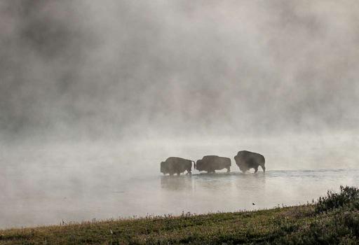 File-Bison crossing Yellowstone River;-Jim Peaco;-July 2012;-Catalog 19023d;-Original IMG 5857 (c4a594f8-8a18-417c-9192-acff3a01be86), bison, yellowstone river, river, wildlife, animals, herd, water, nature